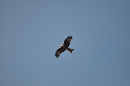Red Kite flying against blue sky