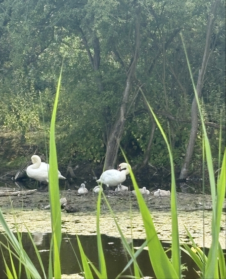 Two adult swans and 6 cygnets cuddled up on a bank of a pond