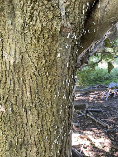 Tree covered in Ermine moths and their silk webbing 