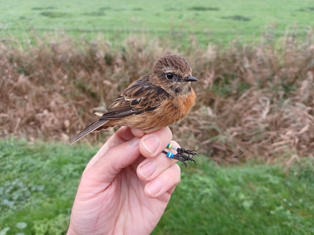 Female stonechat at Middle Farm by Henry Stanier