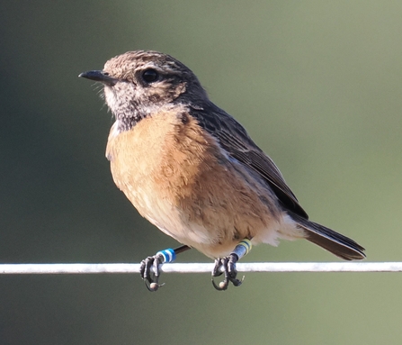 Stonechat (yellow/blue/yellow & blue/white/blue)