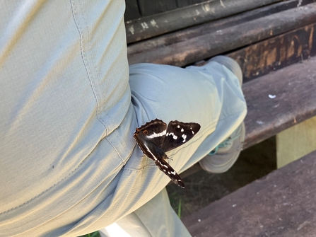 A butterfly perched on a trousered leg
