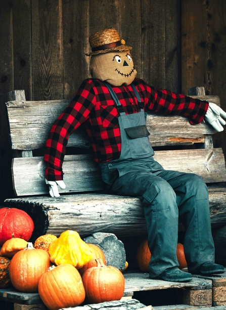 A scarecrow sat on a wooden bench