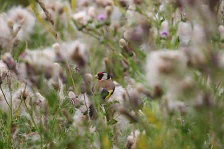 A goldfinch perched in thistles with fluffy seed heads