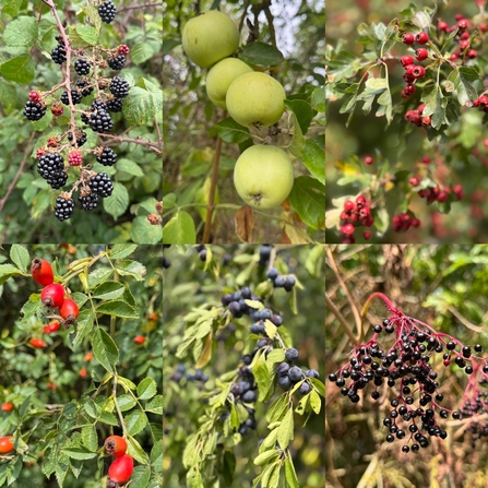 Photos of Berries and fruits 
