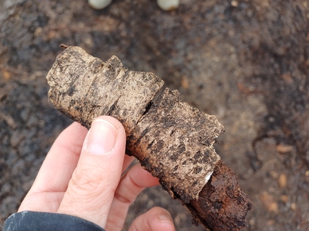 Hand holding piece of wood with bark over peat soil