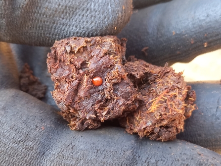 Close-up of a gloved hand holding a lump of ancient plant material with a visible red seed