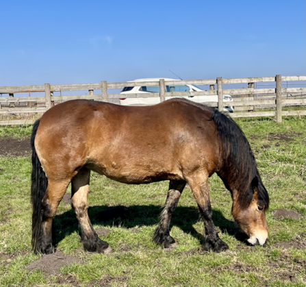 A brown pony in a fenced field grazing short grass