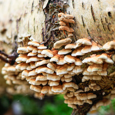 A large cluster of small shell-shaped fungi growing from a silver birch log