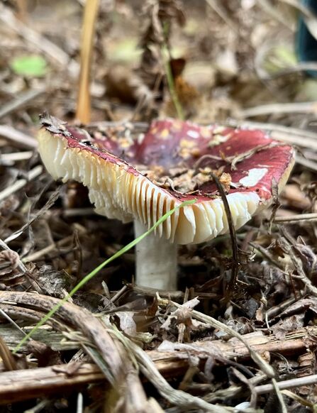 Closeup of an old fly agaric mushroom, red cap nibbled and wide white gills showing