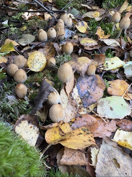 Cluster of small brown mushrooms growing in birch leaf litter. They have a white powdery coating
