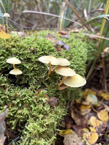 A cluster of yellow fungi growing out from moss on a fallen log