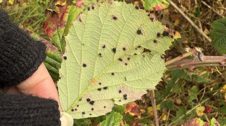 Black spots on the underside of a green bramble leaf, held between fingers
