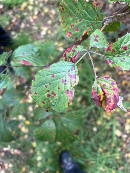 Green bramble leaves with red-purple spots