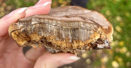 Hand holding a hoof fungus showing the tiny tubes internally that form the pores on the outside