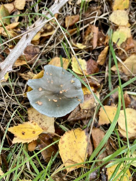 A blue-green fungi growing in autumnal birch leaves on the ground