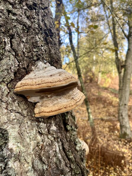 Hoof bracket fungus growing on tree trunk