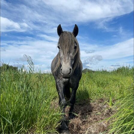 A grey pony walks towards camera in a green field with blue sky and white clouds above