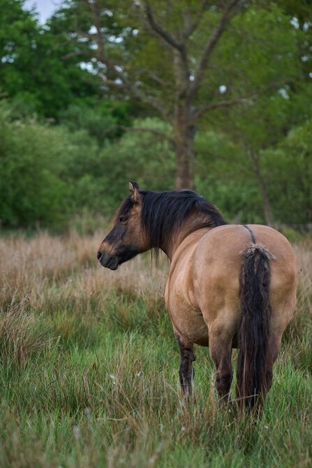 A light brown pony stands in a grassy field 