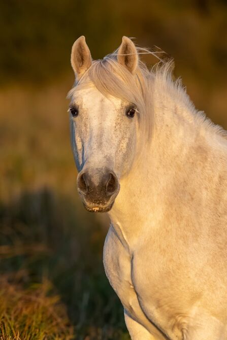 A white Highland pony stands looking to camera as the sun sets
