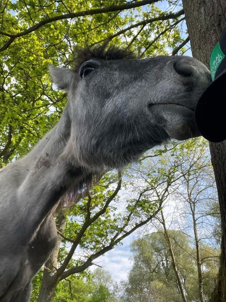 A grey pony nuzzles the cap on someone's head (person unseen)