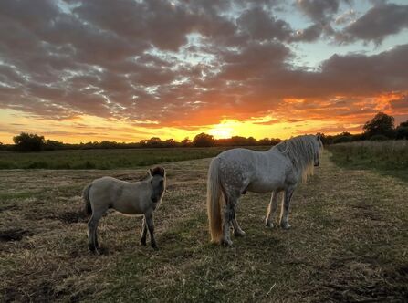 Highland ponies at sunset Woodwalton Fen