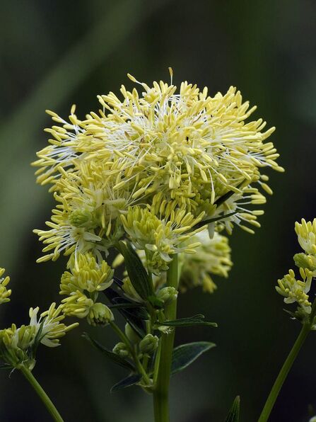 Large cluster of yellow stamens flowering on common meadow-rue.