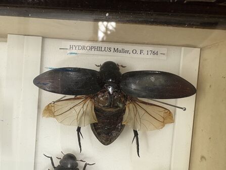 A dead Great Silver Water Beetle displayed by a pin in a glass cabinet at the Cambridge Museum of Zoology.