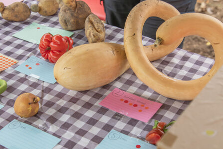 A table laid with wonky veg including a squash with a long curling neck, a row of potatoes that look like they have small heads and a very wiggly tomato. 