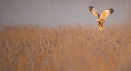 Marsh Harrier