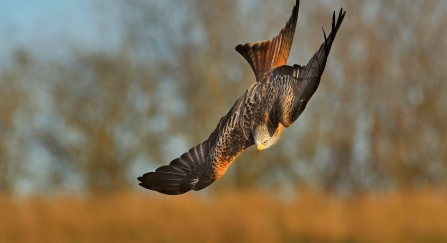 Red kite