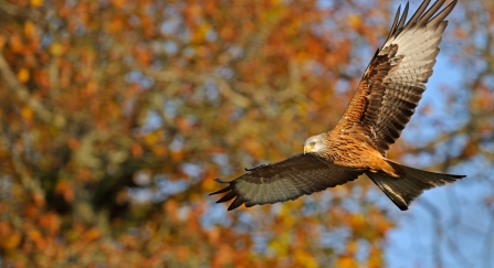 Red Kite