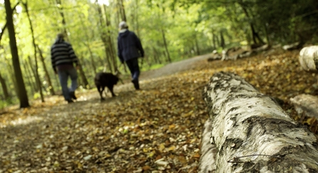 Dog walking in woodland