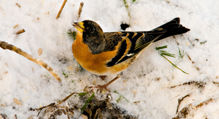 Brambling in the snow