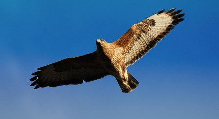 Buzzard
