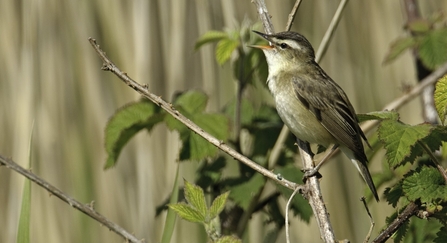 Sedge warbler