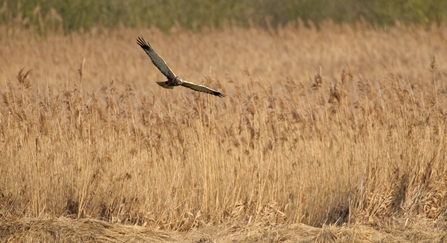 Marsh harrier