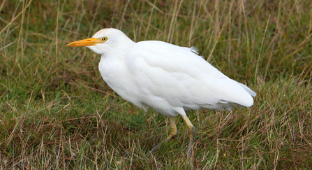 Cattle egret - Jim Higham