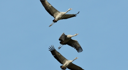 Common Crane