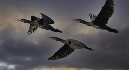 Three cormorants flying across grey clouds