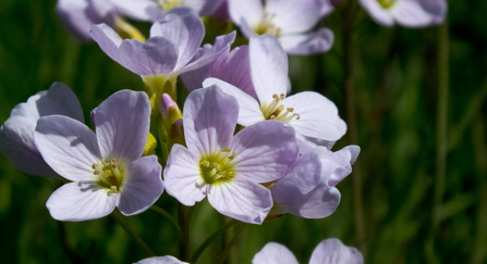Cuckoo flower by Patrick Jefferies