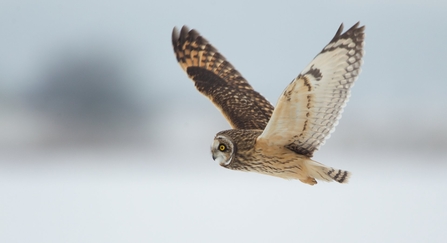 Short-eared owl