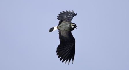 lapwing sky dancing by David Tipling/2020VISION