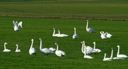 Whooper swans in the Fens