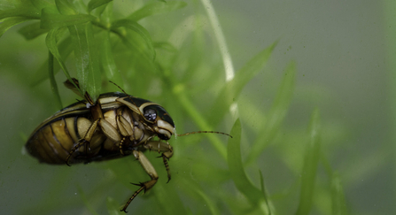 Great diving beetle by Jack Perks