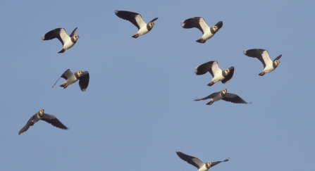 Flock of Lapwing (Vanellus vanellus), flying close overhead