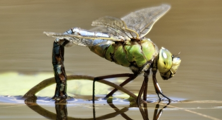 Emperor dragonfly female laying eggs by Ross Hoddinott/2020VISION