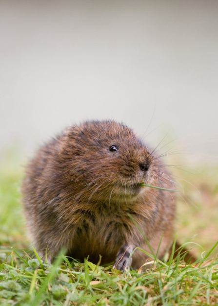 Water vole