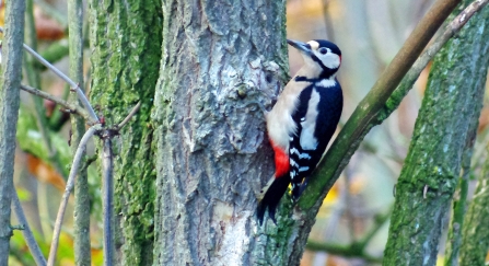 Woodpecker