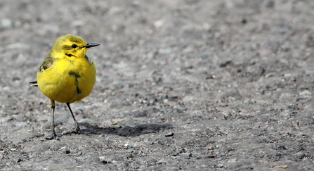 Yellow wagtail by Jim Higham